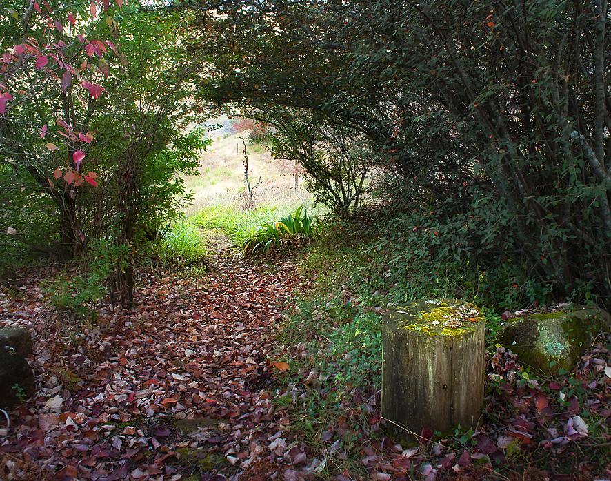 Birches Cottage & The Willows Garden Room Underberg Exteriör bild