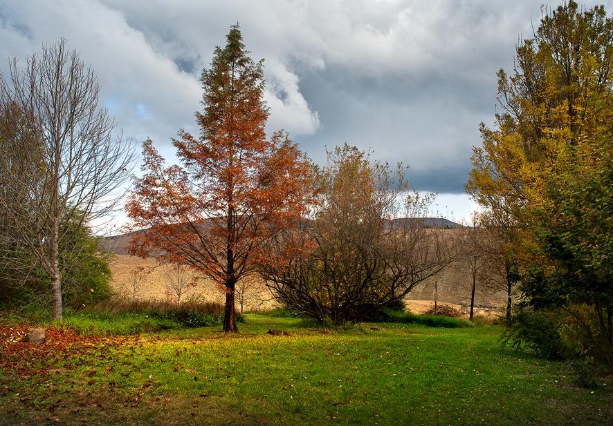 Birches Cottage & The Willows Garden Room Underberg Exteriör bild